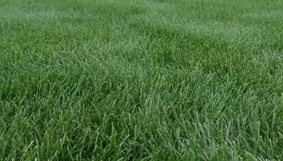 Close-up of freshly mowed green grass showing expert lawn care by Chop Chop Landscaping in Milwaukee, WI