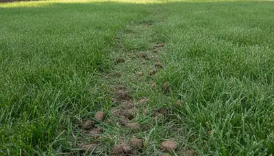 Healthy Milwaukee lawn recovering after professional aeration treatment by Chop Chop Landscaping