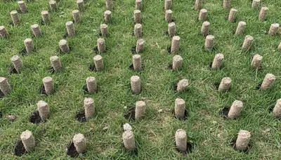 Close-up of lawn aeration soil core plugs on Milwaukee, WI turf by Chop Chop Landscaping
