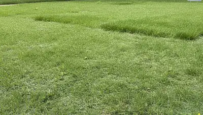 Fresh green lawn seedlings from hydroseeding project in Milwaukee WI showing healthy germination progress